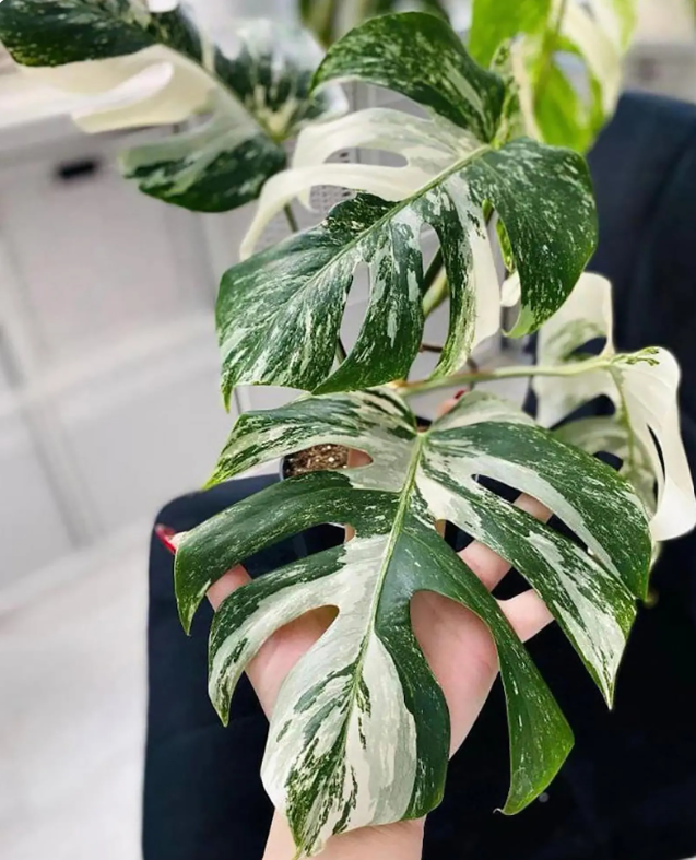 Monstera Borsigiana Albo Variegated Rooted Nodes Cutting Wet Sticks