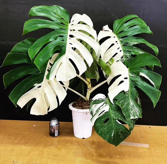 Monstera Borsigiana Albo Halfmoon Variegated Planting Rooted Nodes Cuttings