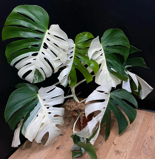 Monstera Borsigiana Albo Halfmoon Variegated Planting Rooted Nodes Cuttings