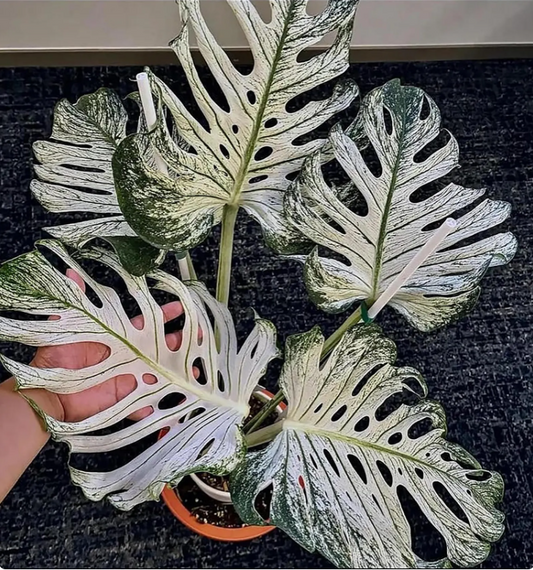 Monstera Deliciosa Devil Monster Variegated Planting Rooted Nodes Cuttings