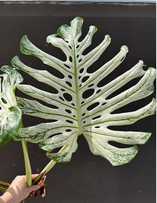 Monstera Deliciosa Devil Monster Variegated Planting Rooted Nodes Cuttings
