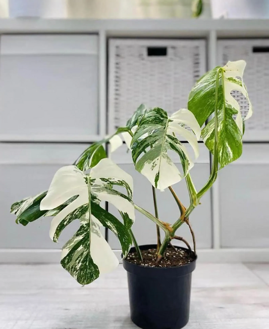 Monstera Borsigiana Albo Variegated Rooted Nodes Cutting Wet Sticks
