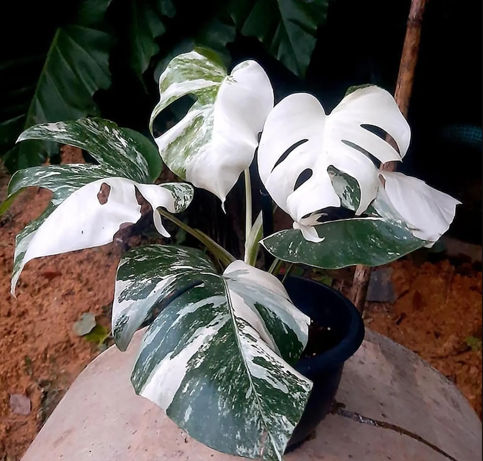 Monstera Borsigiana Albo Variegated Planting Rooted Nodes Cuttings