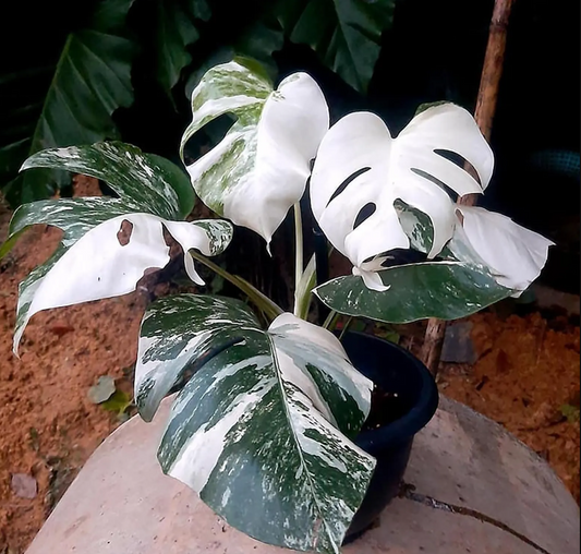 Monstera Borsigiana Albo Variegated Planting Rooted Nodes Cuttings