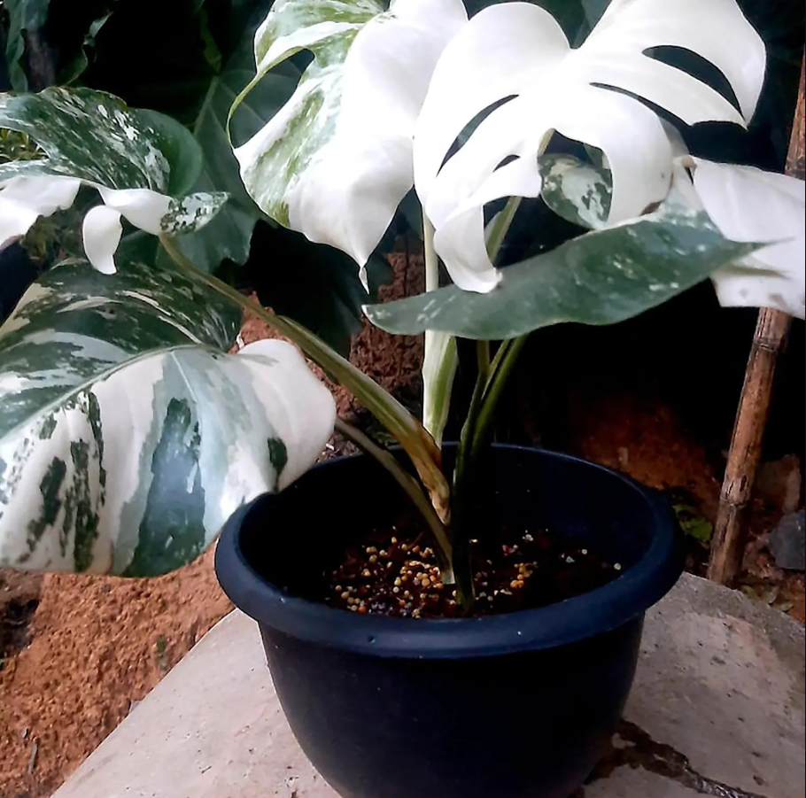 Monstera Borsigiana Albo Variegated Planting Rooted Nodes Cuttings