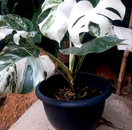 Monstera Borsigiana Albo Variegated Planting Rooted Nodes Cuttings