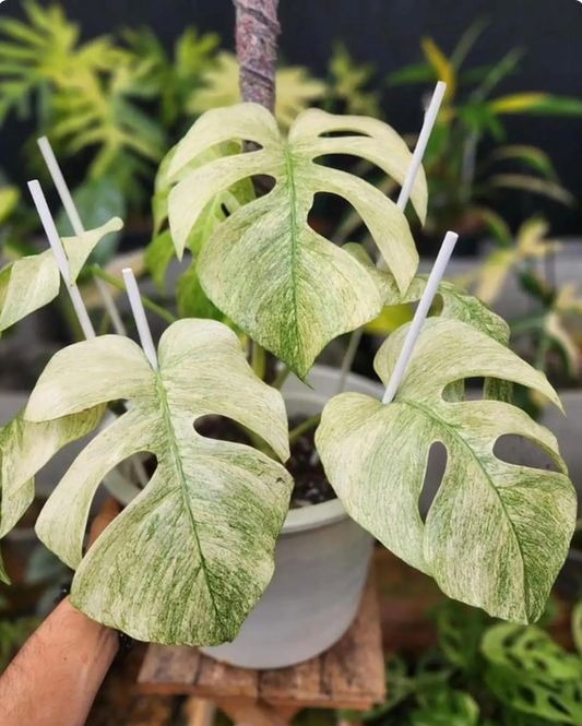 Variegated Monstera Mint Rooted Nodes Cutting Wet Sticks