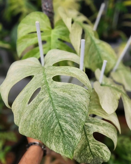 Variegated Monstera Mint Rooted Nodes Cutting Wet Sticks
